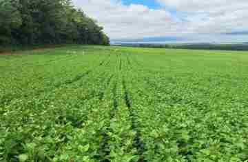  IDR-Paraná lança nesta semana cultivar de feijão de alto potencial produtivo